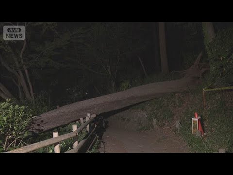 杉並区の善福寺公園でクヌギの木が倒れる　けが人なし　周辺は立入禁止に(2026年5月5日) サムネイル