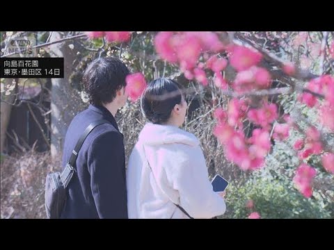 梅花彩る江戸花屋敷　向島百花園で「梅まつり」開催　東京・墨田区(2026年2月14日)