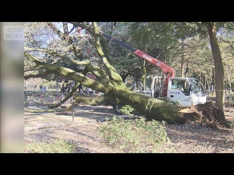 「桜の高齢化課題」自治体の8割　約40％が「すぐ対策が必要」　管理費用は高騰【知っておきたい！】【グッド！モーニング】… サムネイル