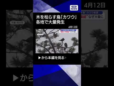 【ニュース】“木を枯らす鳥”住民悩ませるカワウ　なぜ大量発生？【shorts