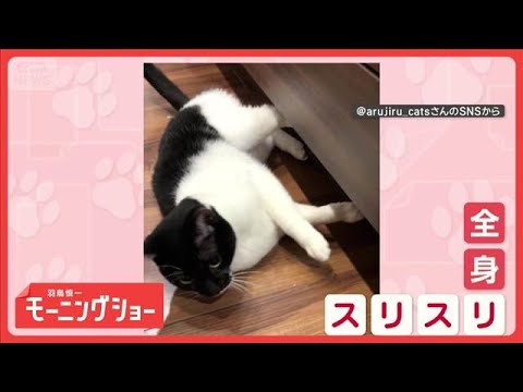 見つめて…スリスリ　全身で愛情表現するネコちゃん　お相手はなんとニンジン！　【羽鳥慎一モーニングショー】(2026年1… サムネイル
