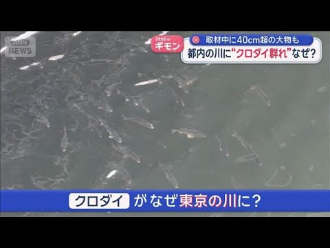取材中に40cm超の大物も　都内の川に“クロダイ群れ”なぜ？【スーパーJチャンネル】(2026年5月28日)