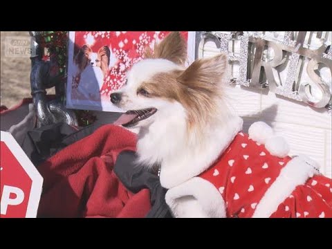 イヌ飼う子どもは「幸福度が高い」　科学的研究で判明　腸内細菌の変化が影響か【知っておきたい！】【グッド！モーニング】(… サムネイル