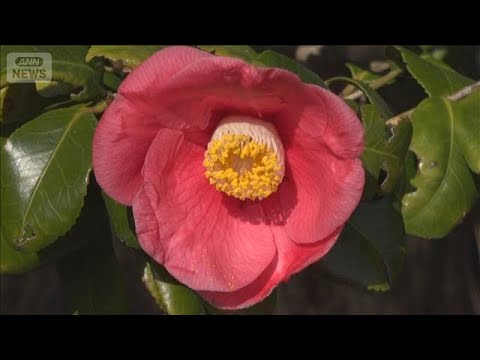 一足早い春の訪れ「椿まつり」 1000種を超える椿が咲く　伊豆大島(2026年2月1日) サムネイル