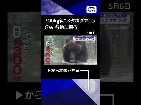 【ニュース】また300kg級　“メタボグマ”GWに現る shorts サムネイル
