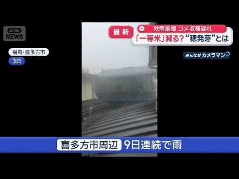 秋雨前線で米の収穫が遅れ一等米はどうなる？「穂発芽」の影響を解説【スーパーJチャンネル】