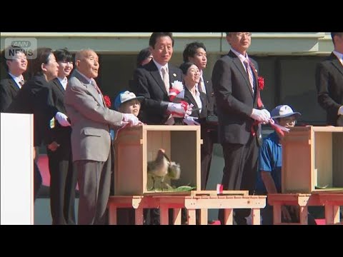 本州初 トキの放鳥 半世紀ぶり8羽が能登の空へ(2026年6月1日)