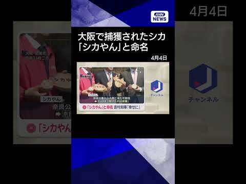 【ニュース】大阪で保護 「シカやん」と命名　吉村知事「幸せに暮らせてもらえたら」 shorts サムネイル