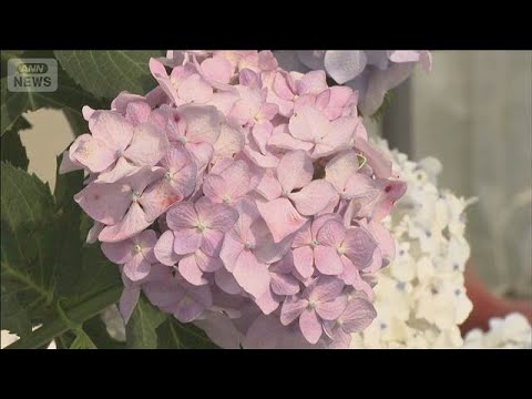 独自開発したアジサイの花が見ごろ　栃木・小山市(2026年6月14日)