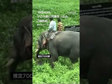 ゾウ大群に列車突っ込み脱線　けが人なくも7頭死ぬ　運転士「100頭ほどいた」 #shorts サムネイル