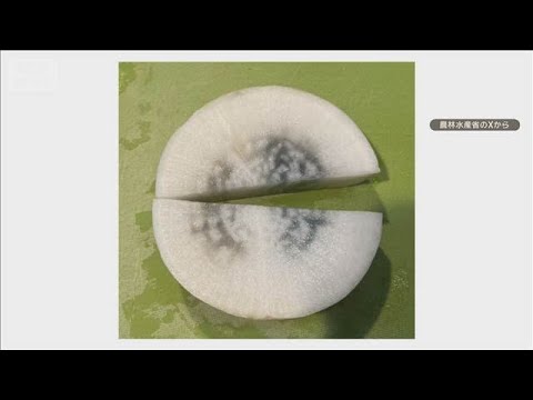 “中が青いダイコン”捨てないで　農水省が呼びかけ　食べても安心…鍋料理にも活用【知っておきたい！】【グッド！モーニング… サムネイル