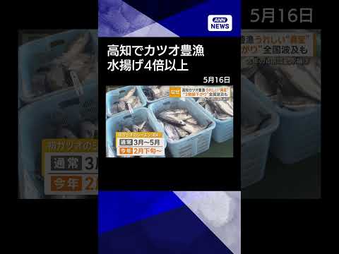 【ニュース】高知でカツオ豊漁　黒潮大蛇行終息で海水温上昇　水揚げ4倍以上、卸値は3〜4割安 shorts サムネイル