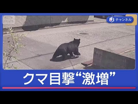 クマ目撃“激増”　被害も…住宅街に連日出没【スーパーJチャンネル】(2026年4月22日) サムネイル