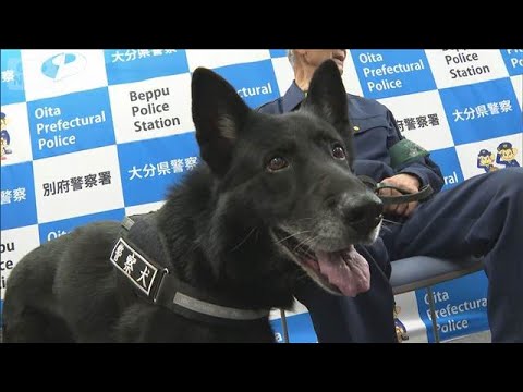 “お手柄”警察犬　3時間半で不明男性を発見　犬用のジャーキーが贈られる【スーパーJチャンネル】(2026年5月20日) サムネイル