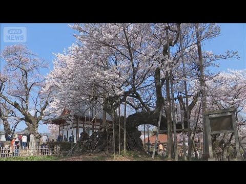 樹齢2000年 日本三大桜の山高神代桜が満開　山梨県(2026年3月29日)