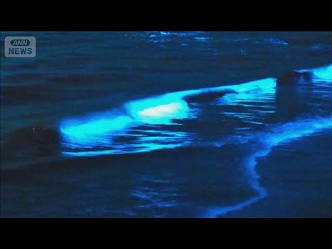 夜光虫に見物客殺到　渋滞トラブル　愛知・蒲郡市が注意喚起「海の状況戻り見れない」【知っておきたい！】【グッド！モーニン… サムネイル