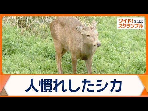 奈良公園からシカ越境か　東大阪市で目撃情報が相次ぐ　山を越え25km離れた場所へ？【ワイド！スクランブル】(2026年… サムネイル
