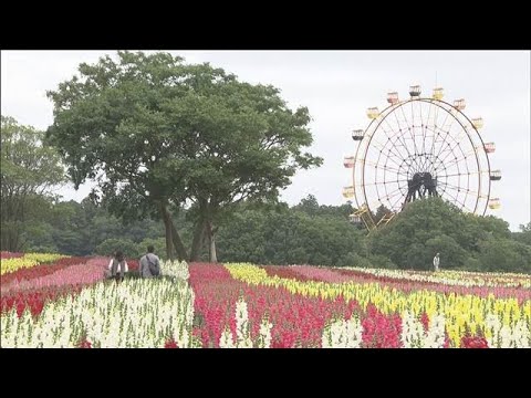 初夏の風景に色鮮やか　「東京ドイツ村」でペチュニアとキンギョソウが見頃(2026年5月23日) サムネイル