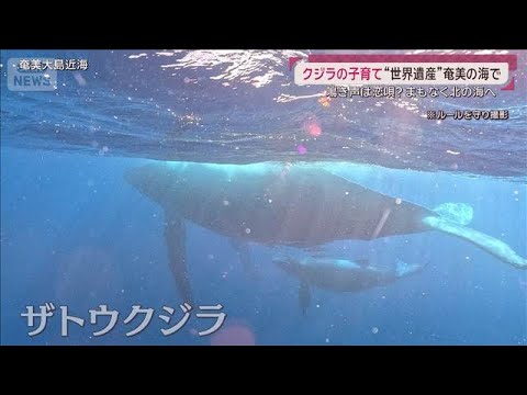 “世界遺産”奄美の海でザトウクジラの子育て 北へ旅立つ直前…鳴き声は恋の唄？(2026年3月15日)