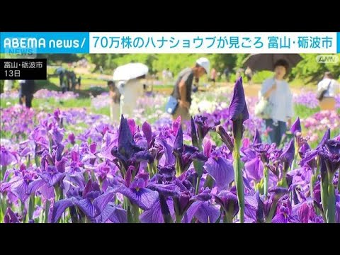 600品種70万株が咲き誇る　富山・砺波市でハナショウブが見ごろ(2026年6月14日)