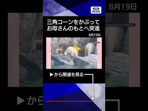 【最新】爆走ホッキョクグマが三角コーン突進!なぜ遊ぶ?専門家が解説
