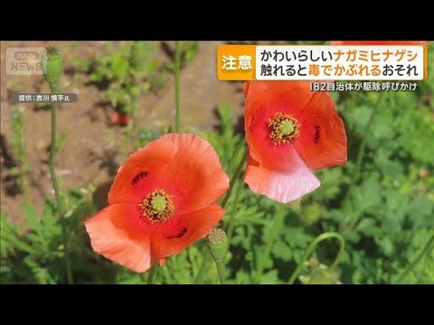 外来植物ナガミヒナゲシ注意　触れると毒でかぶれ・ただれ　全国自治体が駆除呼びかけ【グッド！モーニング】(2026年4月… サムネイル