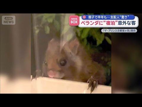 ベランダに“宿泊”意外な客　親子で半年も…支配人“驚き”【スーパーJチャンネル】(2026年1月7日) サムネイル