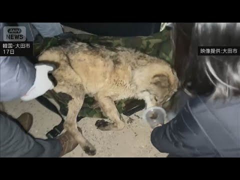 韓国・脱走オオカミ　9日ぶり捕獲　健康状態に異常なし　脱走後の目撃画像はAI作成か(2026年4月17日) サムネイル