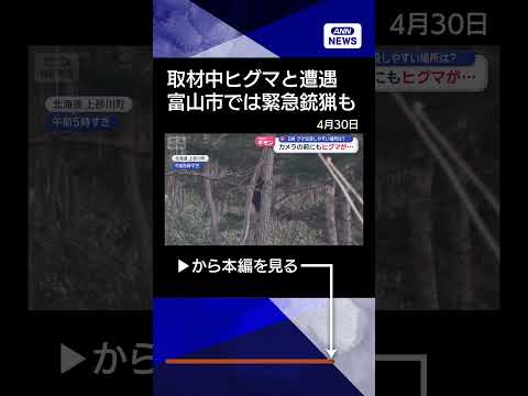 【ニュース】取材中ヒグマと遭遇…ゴールデンウィークどこに出る？shorts サムネイル