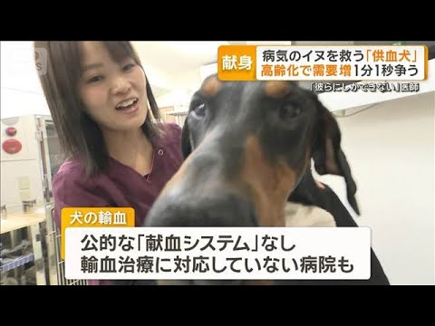 病気のイヌを救う「供血犬」　高齢化で需要増1分1秒争う　医師「彼らにしかできない」【グッド！モーニング】(2026年5… サムネイル