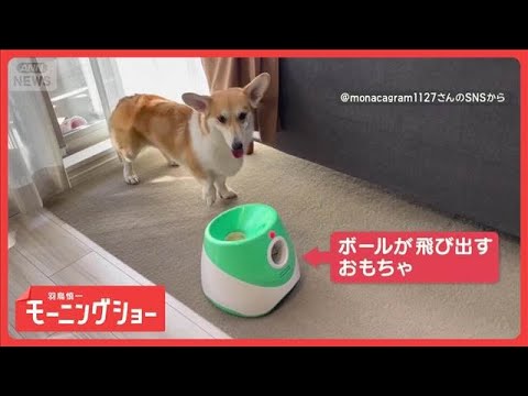 わずか…0.17秒！！　ボールキャッチが得意なワンちゃん　見事な反射神経【羽鳥慎一モーニングショー】(2026年1月1… サムネイル