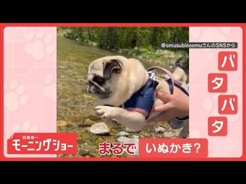 「バタバタするワン」空中で脚が勝手に…あれ？　“エアいぬかき”犬　なぜ脚が動く？【羽鳥慎一モーニングショー】(2026…