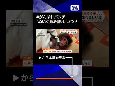 【ニュース】子ザル「パンチ」SNSで話題に　オランウータンのぬいぐるみ連れ歩く　大切なぬくもりshorts サムネイル