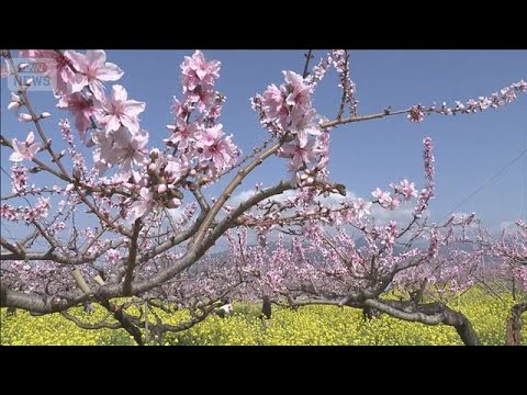 畑一面ピンク色 桃の花が見ごろ 菜の花と鮮やかな競演も　山梨・笛吹市(2026年3月28日) サムネイル