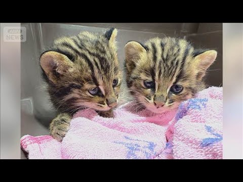 対馬市の国道で「ツシマヤマネコ」子ネコ2匹保護　現場付近に母ネコとみられる死骸【もっと知りたい！】【グッド！モーニング…