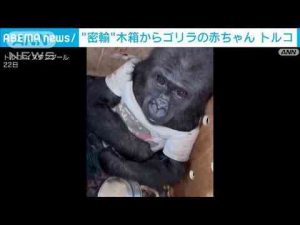 ゴリラの赤ちゃんを密輸か　木箱の中から…空港で税関職員が発見　トルコ(2024年12月25日) -芸能ニュース/炎上まとめ