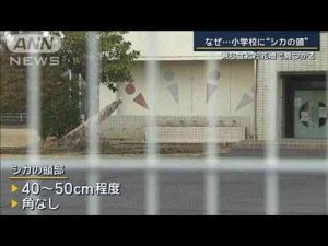 「誰かが持ってこないと…」何者かが埋めた可能性も…小学校に“シカの頭”【報道ステーション】(2025年1月15日) -芸能ニュース/炎上まとめ