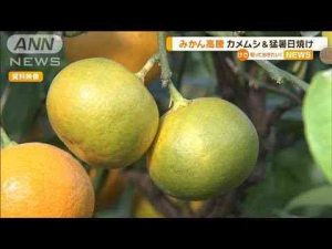 ミカン高騰　カメムシ＆猛暑日焼け【知っておきたい！】【グッド！モーニング】(2025年1月20日) -芸能ニュース/炎上まとめ