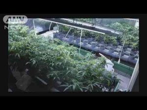 大麻草130本を販売目的で栽培か　男を逮捕　部屋にLEDライトなど設置(2025年3月3日)ANNnewsCH