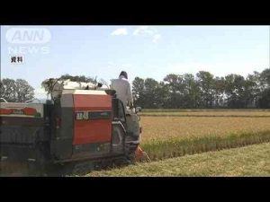 ニュース動画 | コメ農家の倒産・休廃業が最多　生産コスト上昇、後継者不足も(2025年5月7日)【YouTubeおすすめ】