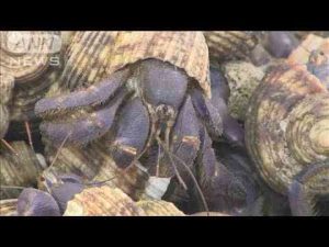 ニュース動画 | 国の天然記念物オカヤドカリ約160kg 無許可で所持か　男3人逮捕(2025年5月7日)【YouTubeおすすめ】