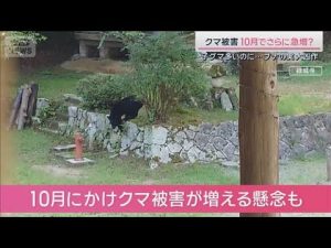 秋の行楽シーズンに増加中のクマ出没と対策のポイント – 炎上リサーチ