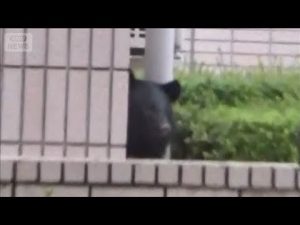 盛岡市中心部でクマ出没!捕獲劇と秋田への影響を解説 – 炎上リサーチ